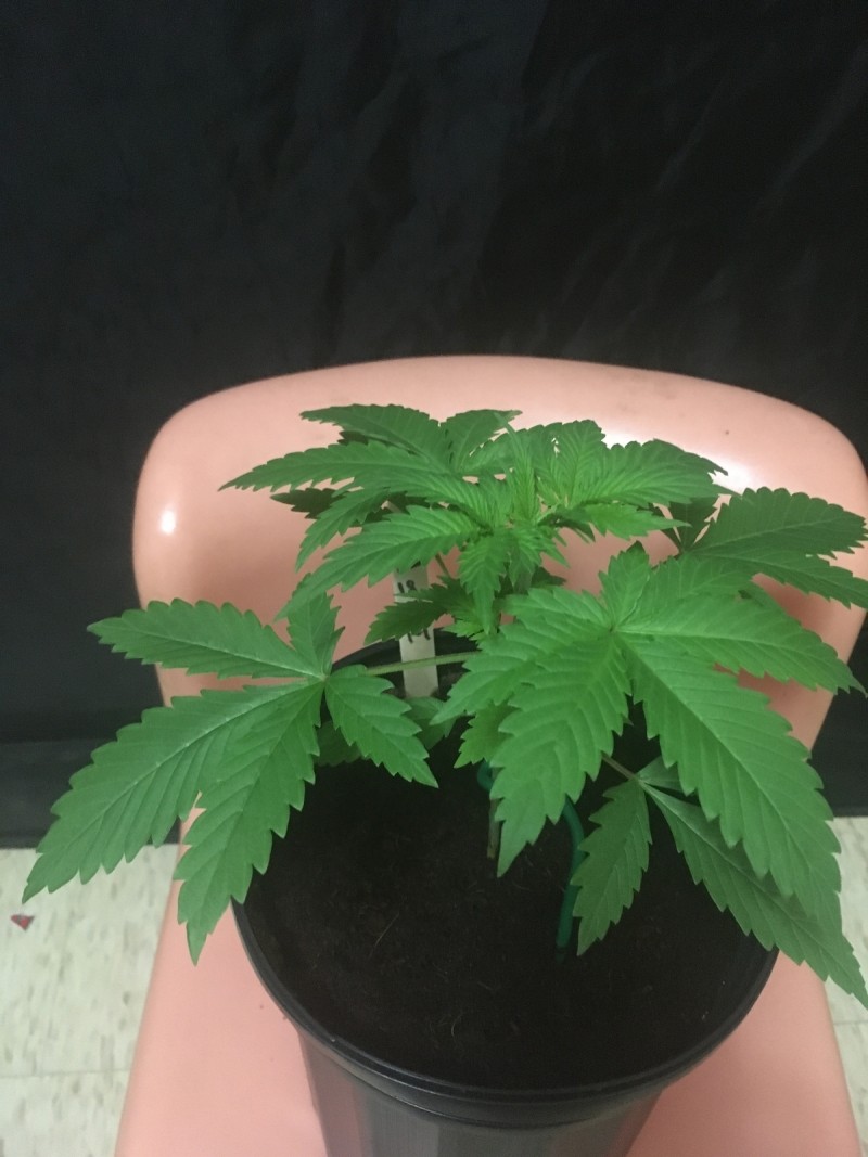 seedstockers white widow