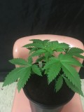 seedstockers white widow