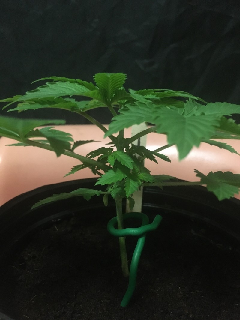 seedstockers white widow