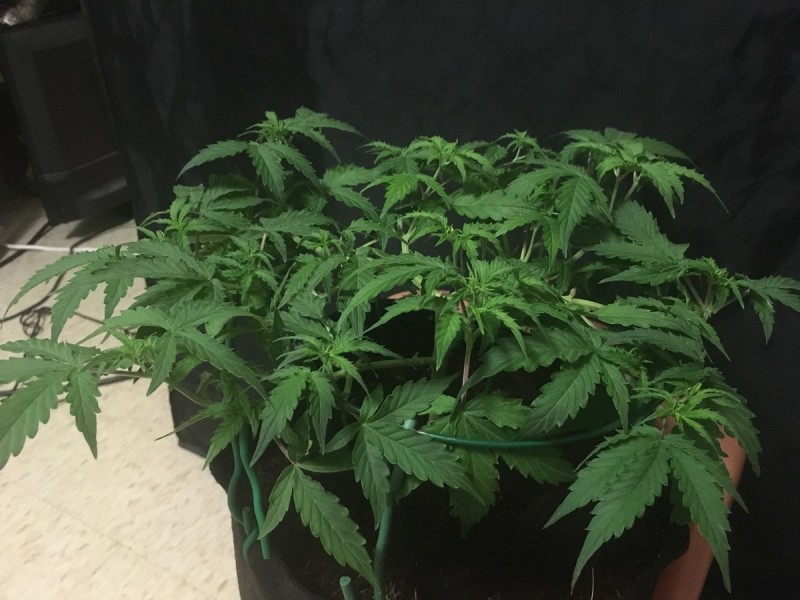 seedstockers fruitcake auto