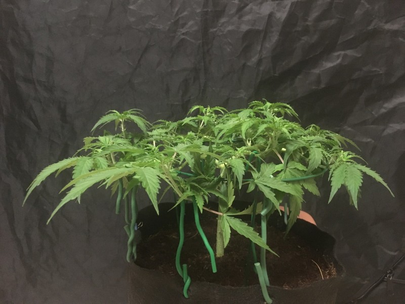 seedstockers fruitcake auto
