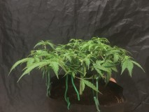 seedstockers fruitcake auto