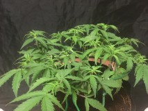 seedstockers fruitcake auto
