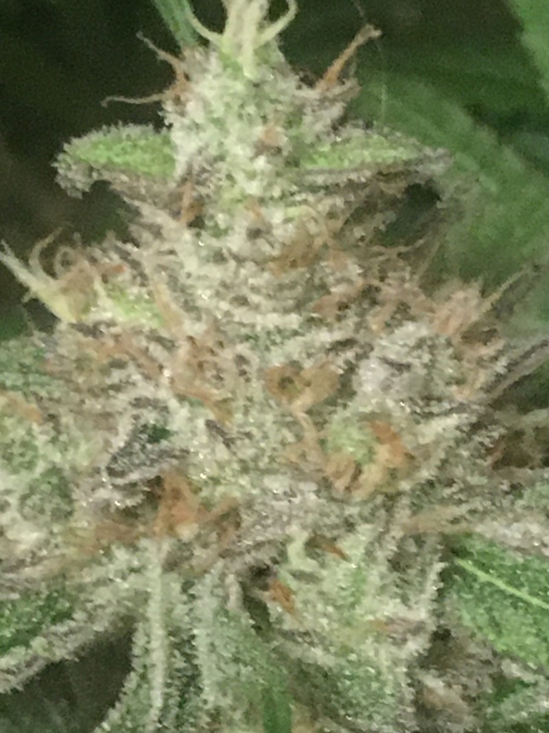 AEB5BDFA-159A-4AA4-9AB9-8CE4AA4589DE