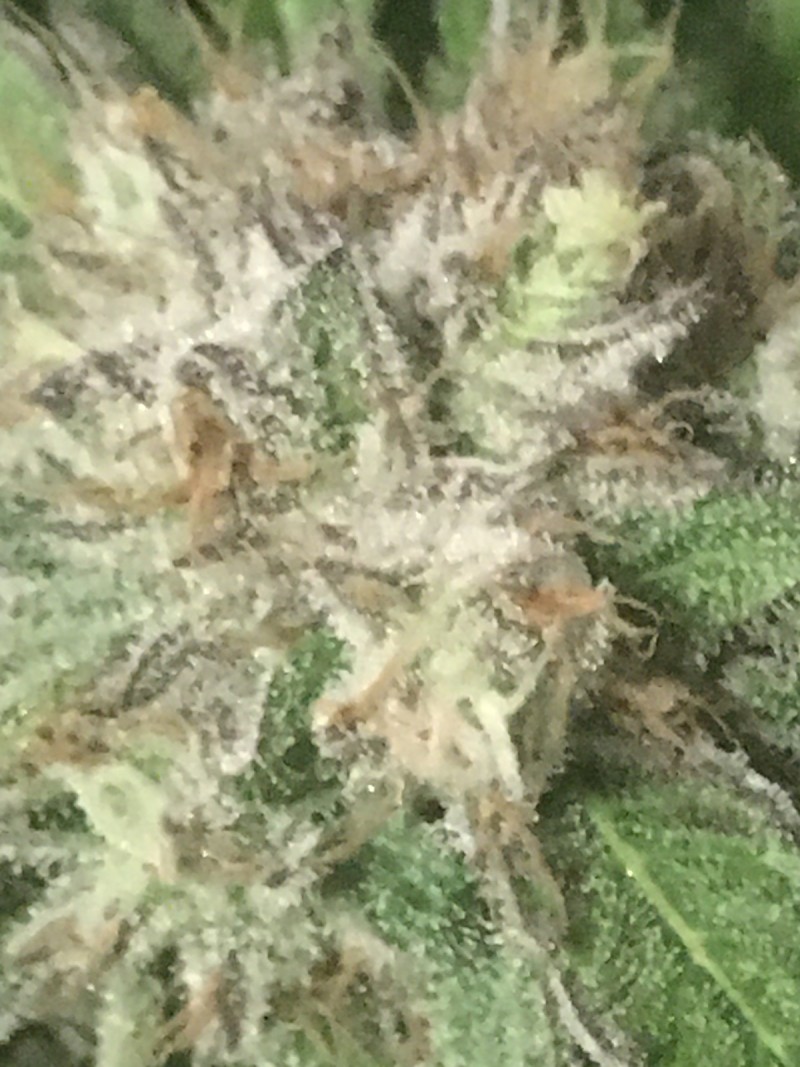 38B75330-C586-4DB1-A2C5-D5926EB4D7D9