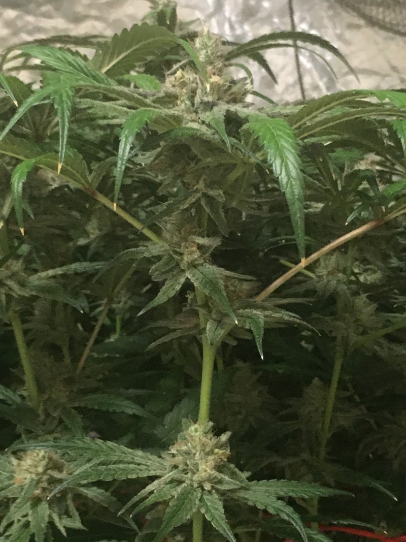 085FD4AC-E94F-4CB2-BAF8-0B3B902B4795