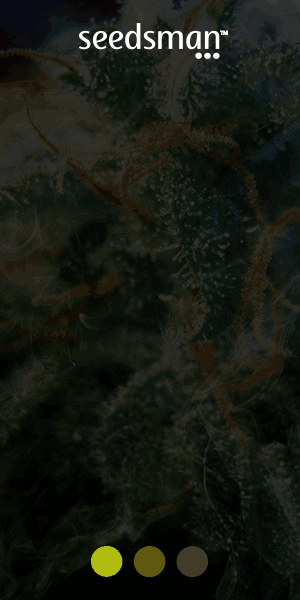 1602_seeds_aff_300x600 (1)