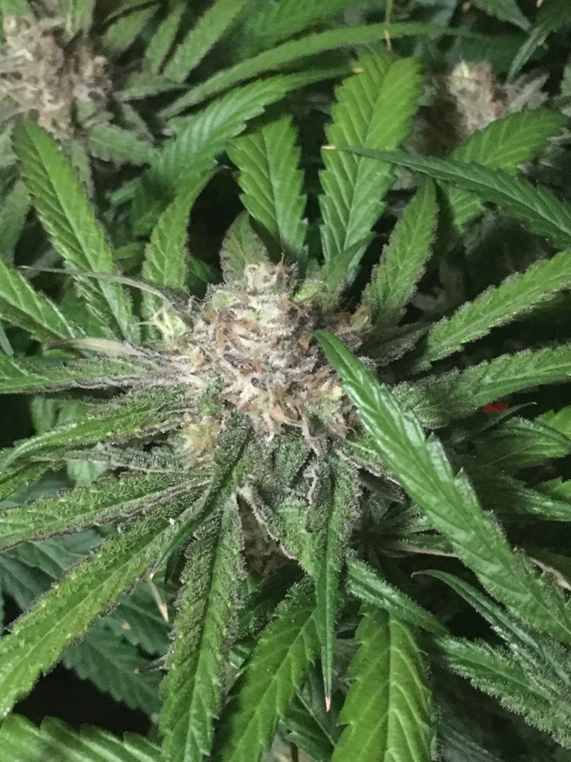 9BBF79AF-4D6B-4861-A3F4-5958F32D0CEA