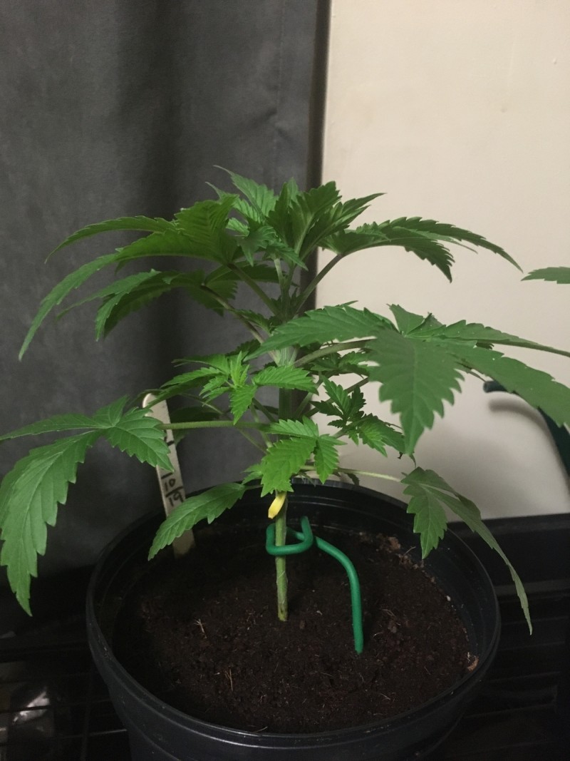 4D29DE3C-926F-4126-827D-99752FDAE1CD