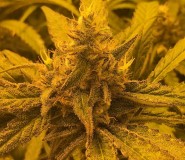 closeup peyote cookie