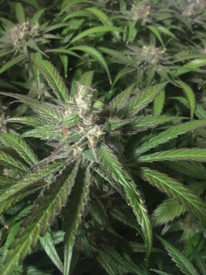 06C509E4-29A2-4658-9249-A3CD20F07503