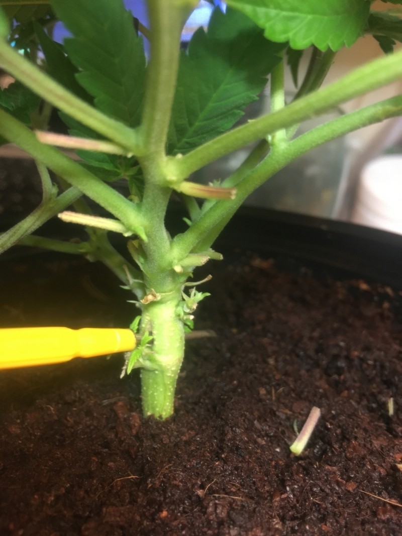 9AD45F8F-28E6-4C82-9398-522DB989EB9E