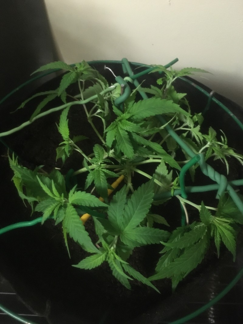 8E25C52D-4E69-49B0-A2CE-D762D89BF112