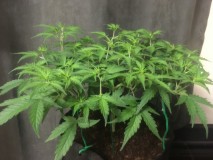 C7EFBF19-C16A-4019-B2F1-6DE94E8F9CA9