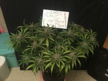 41ACC037-41B1-46B0-9A18-12667DAB244D