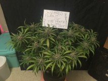 DE3DAEA7-CA4A-4334-BC39-F5605D6DDA87