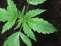 EDCB7DCF-B69F-439B-B24D-41668C43FA12