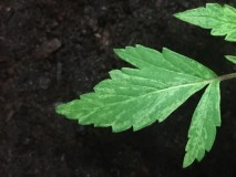 3FEF82DE-0F55-4C24-B99C-9A199D2AF526