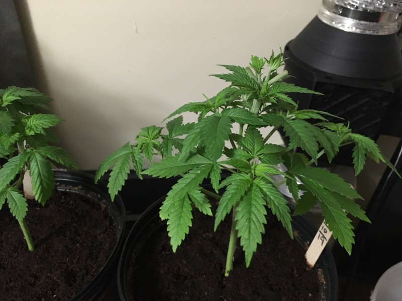 443AA700-DE9D-4680-ABF9-DA56ED2A8296