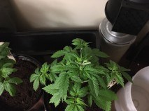 971BDC28-B467-4A51-A3C9-2E78476DF2D1