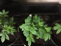 533A8A88-669A-4C70-9C4D-598FB2F97114