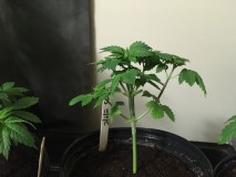 93E83CFC-7888-48EF-AB5F-6E0594CA0CFE