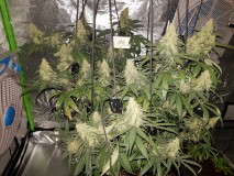 Disco biscuit day 32 days flower 12/12