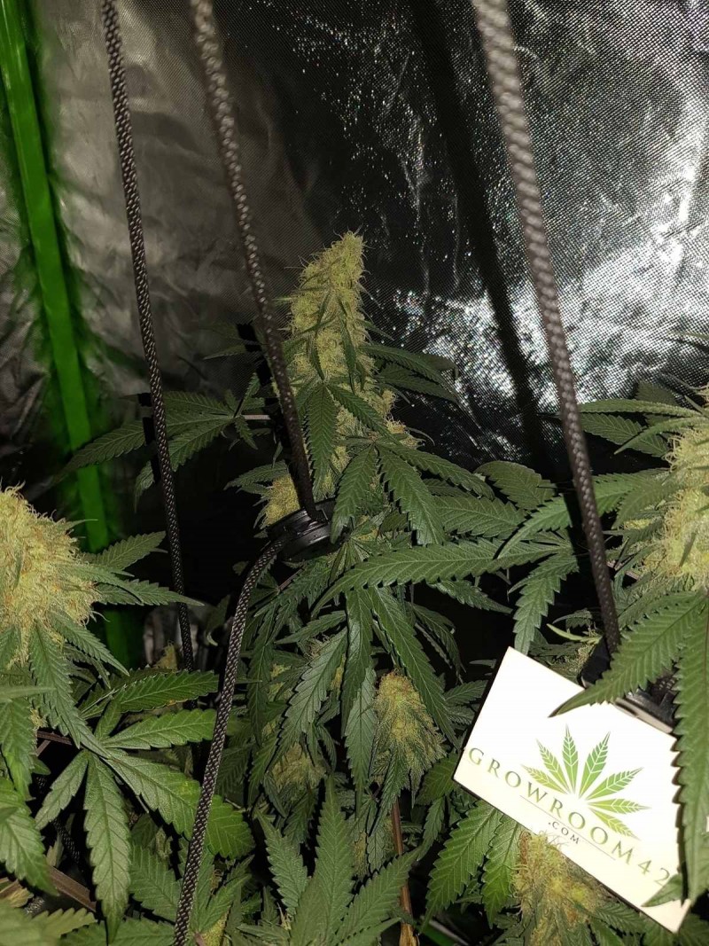 Disco biscuit day 32 days flower 12/12