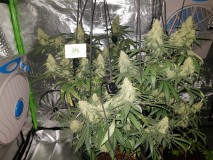 Disco biscuit day 32 days flower 12/12