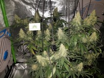 Disco biscuit day 32 days flower 12/12