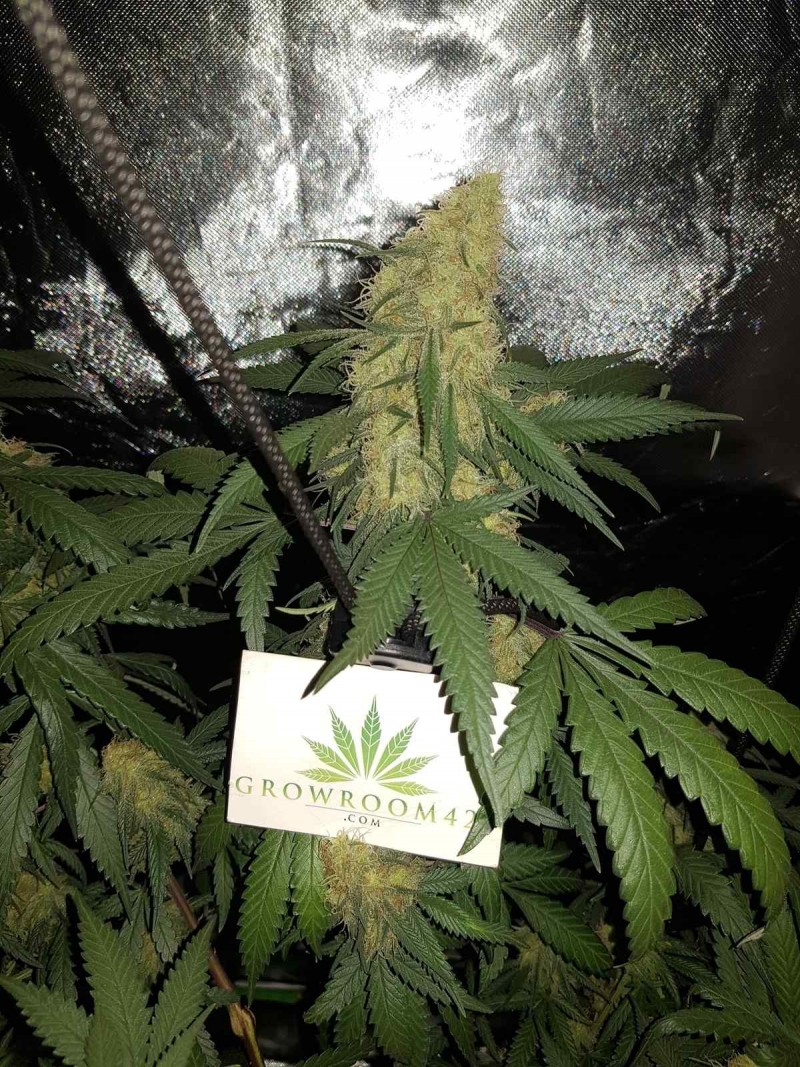 Disco biscuit day 32 days flower 12/12