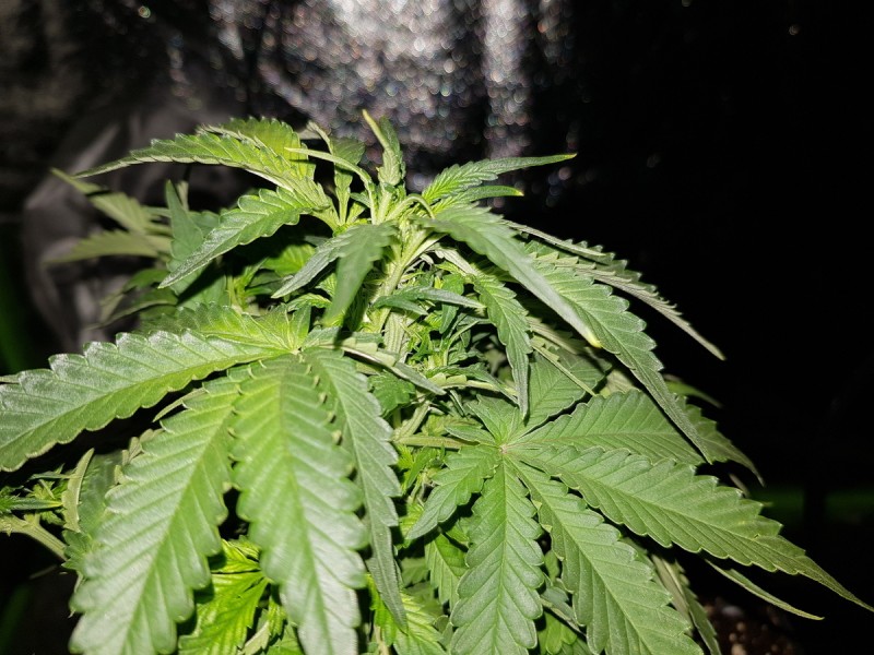 Fast buds gorilla glue auto preflower