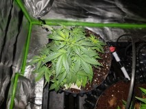 Fast buds gorilla glue auto preflower