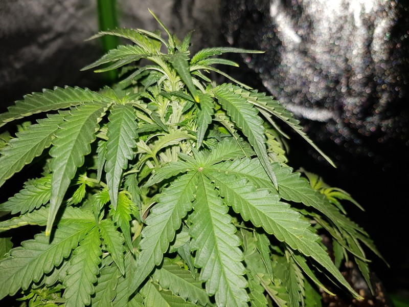 Fast buds gorilla glue auto preflower