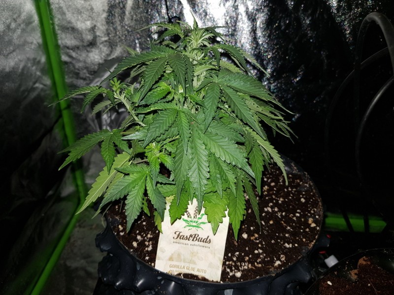 Fast buds gorilla glue auto preflower