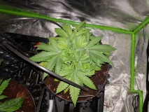 Knockout from Advanced female seeds topped and ready for LST