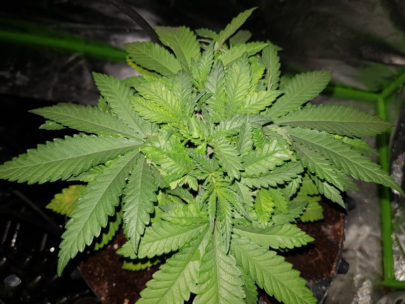 Knockout from Advanced female seeds topped and ready for LST