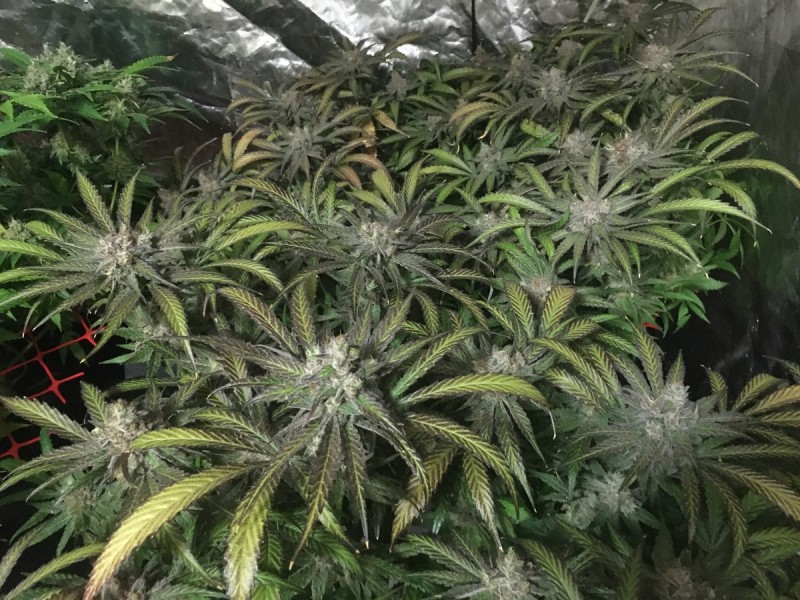 F1CB1832-21F6-4C3C-BC31-6E45B0FBB936