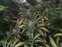 7A8634BA-739B-4666-AA02-DE25B703D7B6