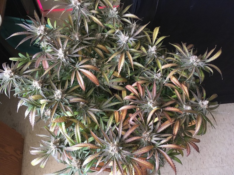 996225F4-2DD5-44ED-8700-3E135F34A3BD