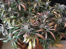 B4E806BA-67E6-4640-8137-2A9F71BDD08E