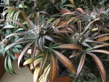 09609FF8-0322-4E9D-89D3-F125B1F1CD48