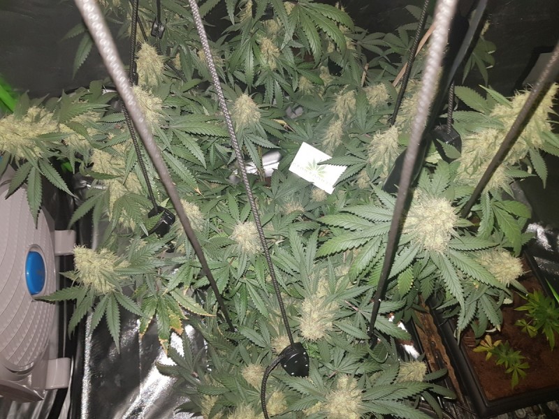 Disco biscuit day 35 days flower 12/12 5 weeks