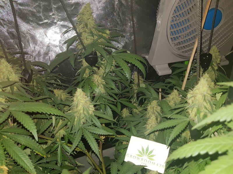 Disco biscuit day 35 days flower 12/12 5 weeks