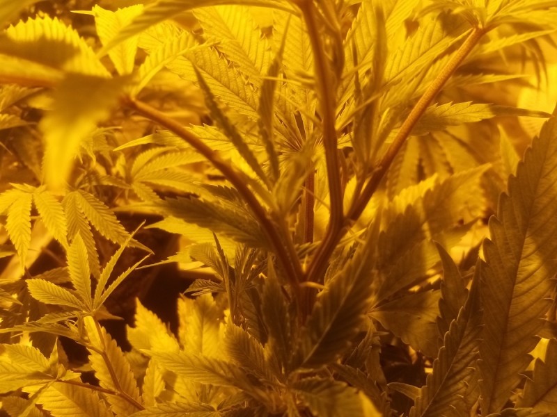 Skywalker X Hindu Kush in A quick Qube