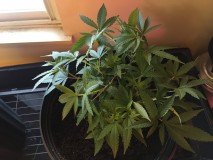 56FF29DA-281E-47BD-88B8-A966715CE675