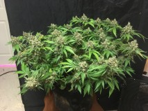 968E2D44-8FBD-4DB8-85C7-CDDF89069FBB