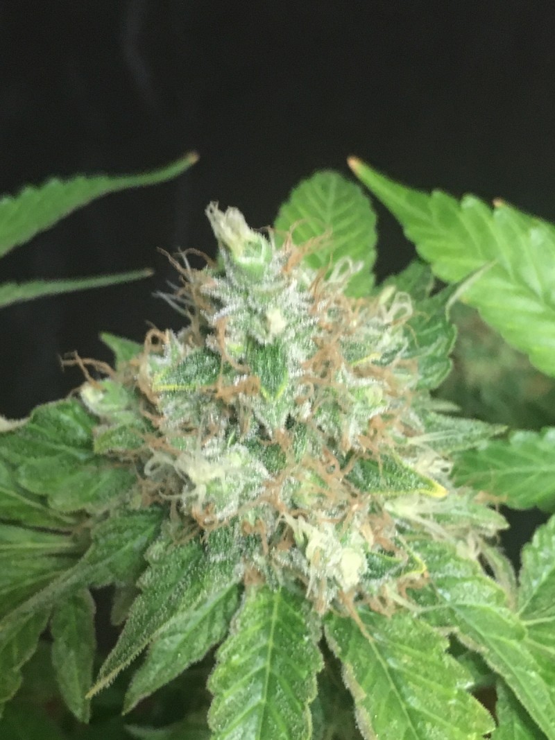 27DDB702-723B-43AD-8269-F70058BC8502