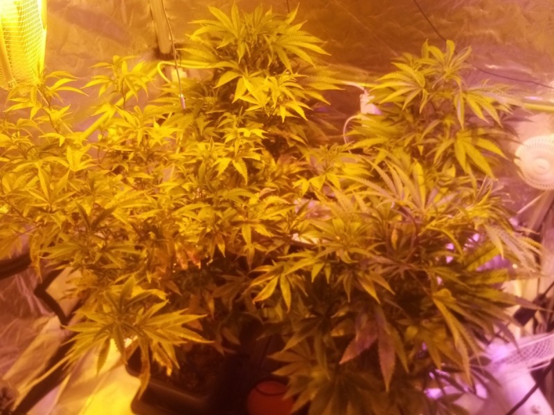 Skywalker X Hindu Kush in A quick Qube