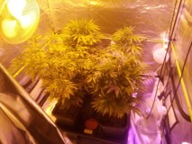 Skywalker X Hindu Kush in A quick Qube